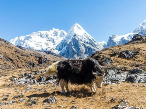 Manaslu Tsum Valley Trek