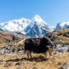 Manaslu Tsum Valley Trek